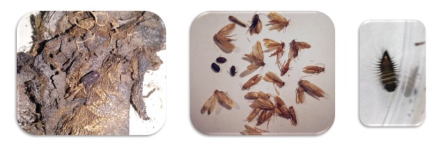 analizy-entomologiczne